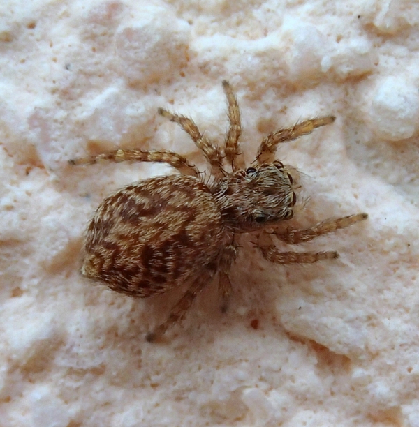 Pseudeuophrys cf. vafra - Villorba (TV)